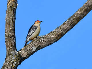 Red-bellied Woodpecker on Blue Sky in Winter