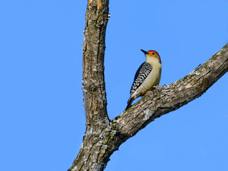 Red-bellied Woodpecker on Blue Sky in Winter