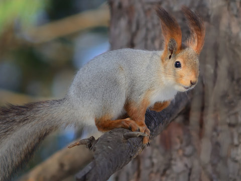 Red squirrel (Sciurus vulgaris) © Sergey Ryzhkov