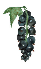Watercolor composition, black currant berries on a branch with green leaves isolated on white background, hand painted food for beautiful design.