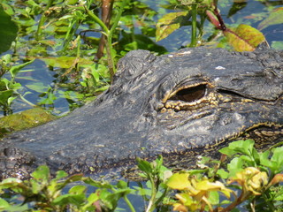 Gator in the Swamp
