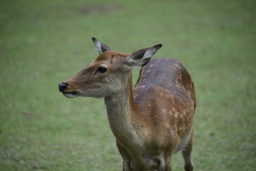 Nara Deer - Nara Park Japan
