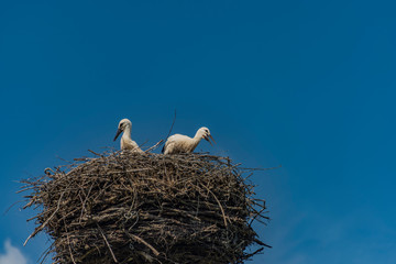 White storks in nest with blue sky in summer day