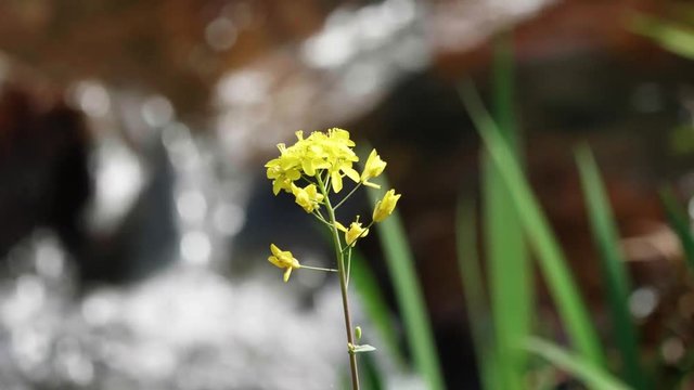 天国に一番近い里 川べりに咲く菜の花