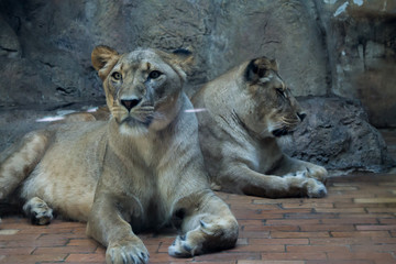 Two Female Lions, Two Lionesses