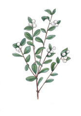 Botanical watercolor illustration of snowberry branch.