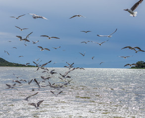 Gulls in wake of boat