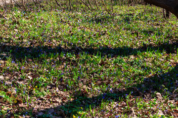Forest glade with first spring flowers