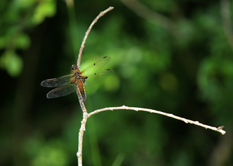 la d&eacute;prim&eacute;e femelle 