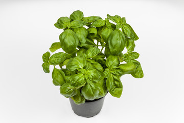 Basil in the pot