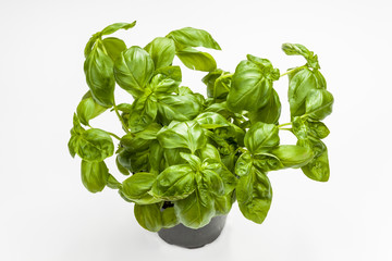 Basil in the pot