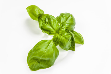 Basil leaves isolated on white background