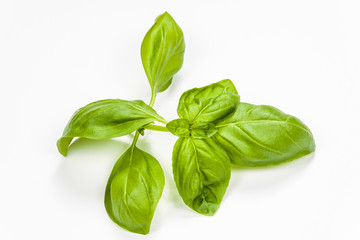Basil leaves isolated on white background