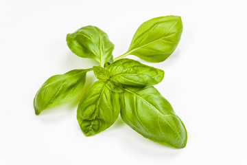 Basil leaves isolated on white background