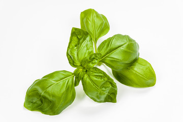 Basil leaves isolated on white background