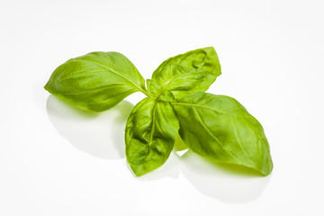 Basil leaves isolated on white background