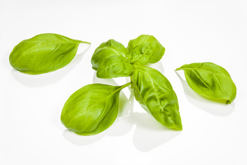 Basil leaves isolated on white background