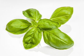Basil leaves isolated on white background