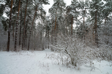  Winter snow forest. Snow lies on the branches of trees. Frosty snowy weather. Beautiful winter forest landscape.