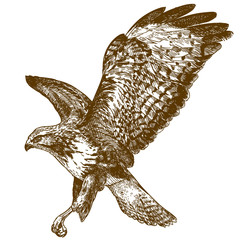 engraving illustration of buzzard - 238798968
