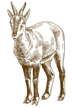engraving  illustration of chinese goral