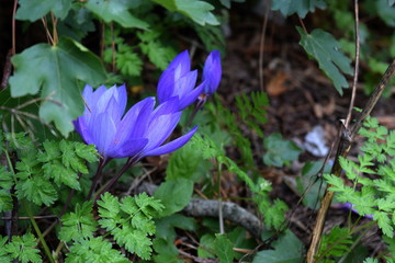 wild Crocus