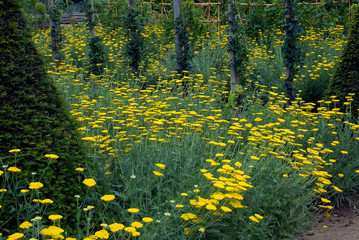 Achillea - Achillee © HVPM dev