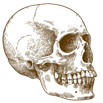 engraving illustration of human skull