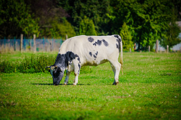 Group of cows in grassland panorama
