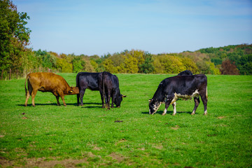 Naklejka na ściany i meble Group of cows in grassland panorama