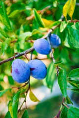 Plum tree with juicy fruits