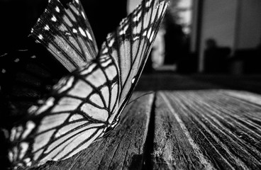 Butterfly Close Up on Wood