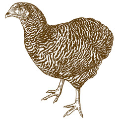 engraving illustration of plymouth rock chicken