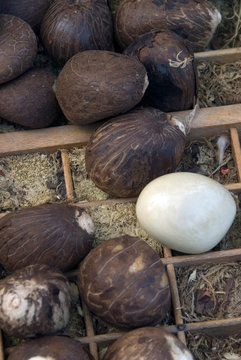Phytelephas Macrocarpa - Ivoire Vegetal Ou Corozo