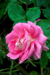 Rosa Francis Pereire - Rosier