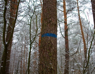 Fototapeta premium Marked tree in winter season, Poland.