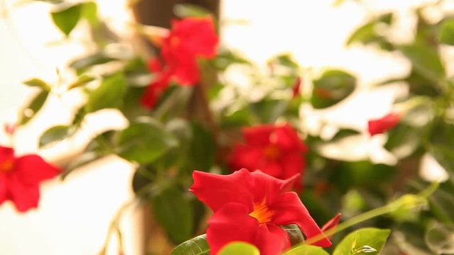Moving focus from back to front on red mandevilla flowers