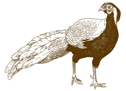 engraving illustration of silver pheasant