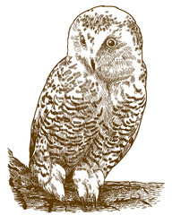 Naklejka premium engraving illustration of snowy owl