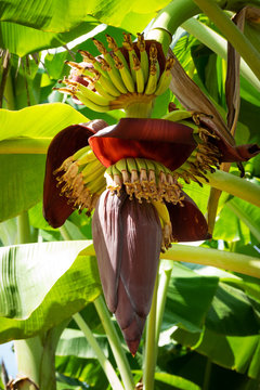 Bananenbaum blühend