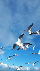 lot mew na tle niebieskiego nieba