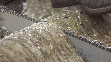Chainsaw Sawing Through A Wooden Tree Log 