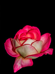 Pink rose flower