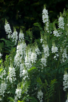 Galega Officinalis Alba