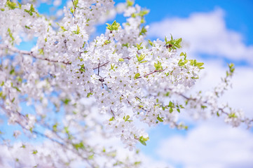Spring branch with white small flowers. Background. Copy space