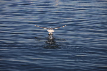 The seagull flies over the water