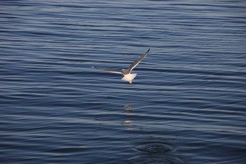 The seagull flies over the water