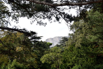 morning in the forest