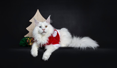 Solid white young adult odd eyed Maine Coon cat, laying side ways with wooden christmas tree and present bag, isolated on black background.