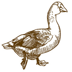 engraving illustration of big goose